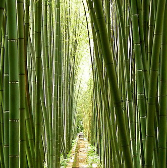wat is bamboe